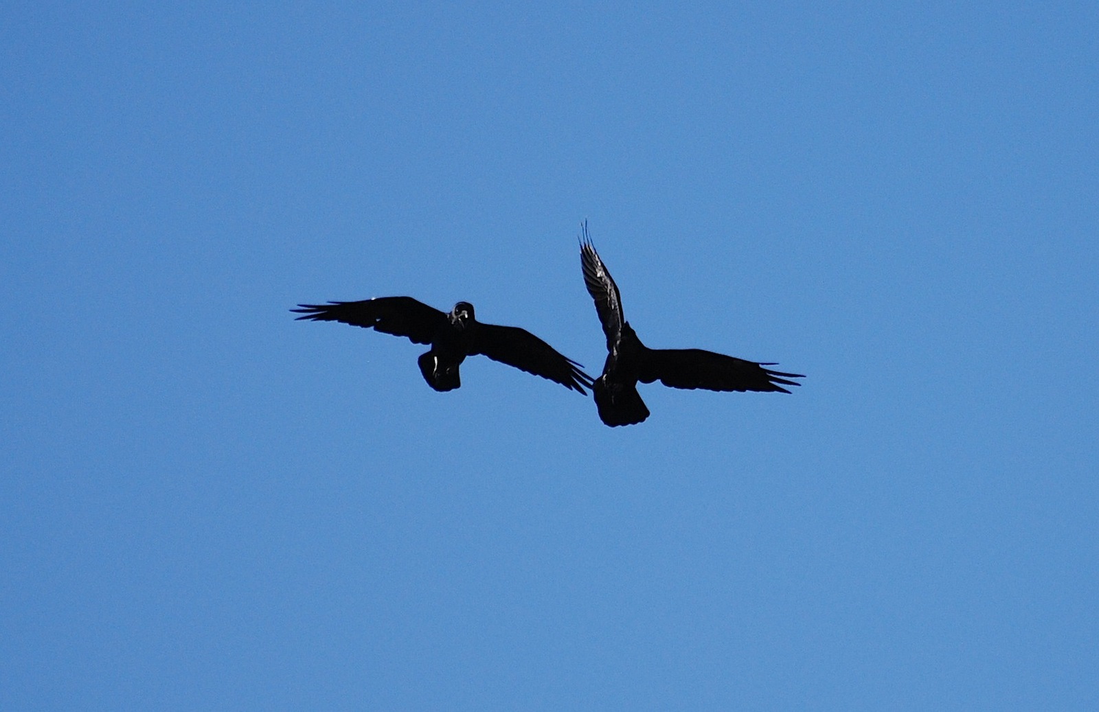 Corvus corax [gara di acrobazia (amorosa?)]